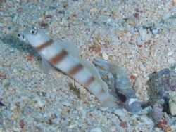 This goby and shrimp realy tested my patience, very diffu... by Nikki Van Veelen 